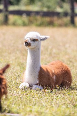 Çayırda kahverengi ve beyaz bir alpaka, harika renk deseni, Siofok hayvanat bahçesinden şirin bir fotoğraf, Balaton Gölü, Macaristan