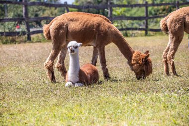 Çayırda kahverengi ve beyaz bir alpaka, harika renk deseni, Siofok hayvanat bahçesinden şirin bir fotoğraf, Balaton Gölü, Macaristan