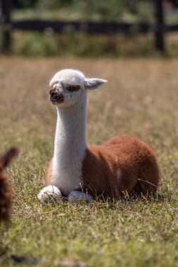 Çayırda kahverengi ve beyaz bir alpaka, harika renk deseni, Siofok hayvanat bahçesinden şirin bir fotoğraf, Balaton Gölü, Macaristan