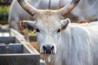 Gri sığır / Macar Steppe Sığırları: Bos primigenius taurus bir çiftlik otlağında, uzun boynuzlu büyük hayvan Balaton Gölü, Macaristan