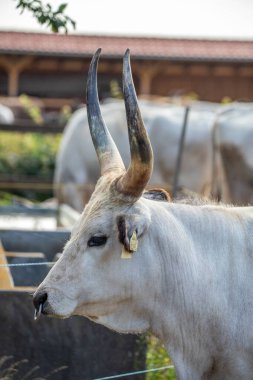 Gri sığır / Macar Steppe Sığırları: Bos primigenius taurus bir çiftlik otlağında, uzun boynuzlu büyük hayvan Balaton Gölü, Macaristan