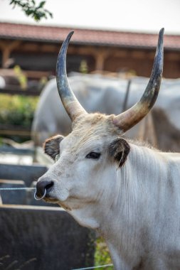Gri sığır / Macar Steppe Sığırları: Bos primigenius taurus bir çiftlik otlağında, uzun boynuzlu büyük hayvan Balaton Gölü, Macaristan