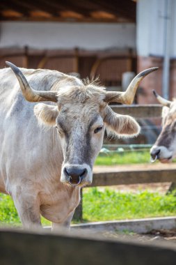 Gri sığır / Macar Steppe Sığırları: Bos primigenius taurus bir çiftlik otlağında, uzun boynuzlu büyük hayvan Balaton Gölü, Macaristan