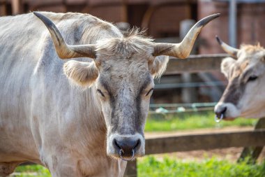 Gri sığır / Macar Steppe Sığırları: Bos primigenius taurus bir çiftlik otlağında, uzun boynuzlu büyük hayvan Balaton Gölü, Macaristan