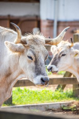 Gri sığır / Macar Steppe Sığırları: Bos primigenius taurus bir çiftlik otlağında, uzun boynuzlu büyük hayvan Balaton Gölü, Macaristan