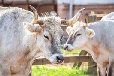 Gri sığır / Macar Steppe Sığırları: Bos primigenius taurus bir çiftlik otlağında, uzun boynuzlu büyük hayvan Balaton Gölü, Macaristan