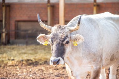Gri sığır / Macar Steppe Sığırları: Bos primigenius taurus bir çiftlik otlağında, uzun boynuzlu büyük hayvan Balaton Gölü, Macaristan