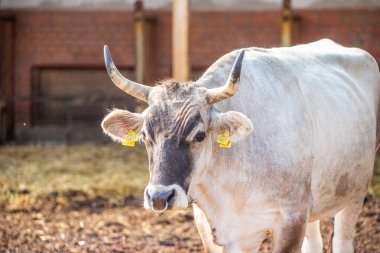 Gri sığır / Macar Steppe Sığırları: Bos primigenius taurus bir çiftlik otlağında, uzun boynuzlu büyük hayvan Balaton Gölü, Macaristan