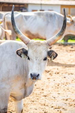 Gri sığır / Macar Steppe Sığırları: Bos primigenius taurus bir çiftlik otlağında, uzun boynuzlu büyük hayvan Balaton Gölü, Macaristan