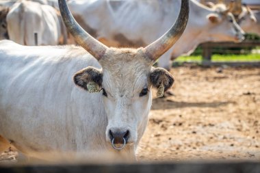 Gri sığır / Macar Steppe Sığırları: Bos primigenius taurus bir çiftlik otlağında, uzun boynuzlu büyük hayvan Balaton Gölü, Macaristan