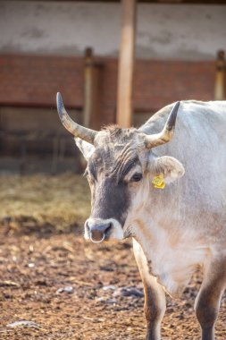 Gri sığır / Macar Steppe Sığırları: Bos primigenius taurus bir çiftlik otlağında, uzun boynuzlu büyük hayvan Balaton Gölü, Macaristan