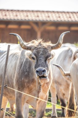 Gri sığır / Macar Steppe Sığırları: Bos primigenius taurus bir çiftlik otlağında, uzun boynuzlu büyük hayvan Balaton Gölü, Macaristan