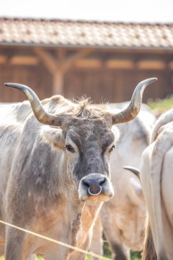 Gri sığır / Macar Steppe Sığırları: Bos primigenius taurus bir çiftlik otlağında, uzun boynuzlu büyük hayvan Balaton Gölü, Macaristan