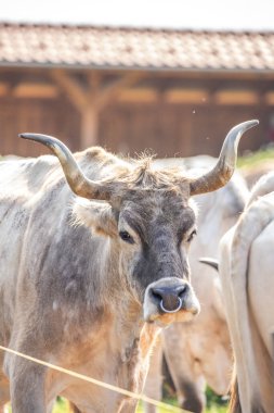 Gri sığır / Macar Steppe Sığırları: Bos primigenius taurus bir çiftlik otlağında, uzun boynuzlu büyük hayvan Balaton Gölü, Macaristan