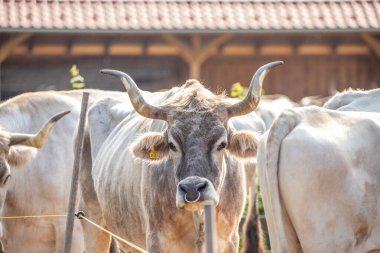 Gri sığır / Macar Steppe Sığırları: Bos primigenius taurus bir çiftlik otlağında, uzun boynuzlu büyük hayvan Balaton Gölü, Macaristan