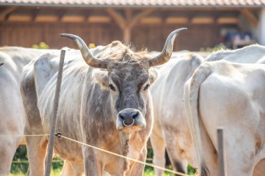 Gri sığır / Macar Steppe Sığırları: Bos primigenius taurus bir çiftlik otlağında, uzun boynuzlu büyük hayvan Balaton Gölü, Macaristan