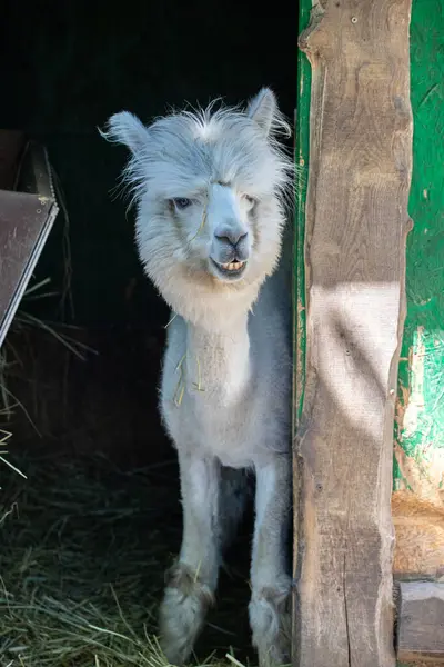 Hayvanat bahçesinde komik, tüylü, beyaz bir alpaka bir şeyler çiğneyip komik suratlar yapıyor. Siofok Hayvanat bahçesi, Balatun, Macaristan
