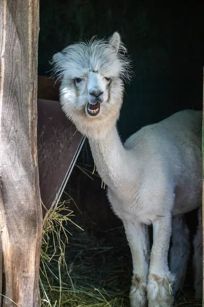Hayvanat bahçesinde komik, tüylü, beyaz bir alpaka bir şeyler çiğneyip komik suratlar yapıyor. Siofok Hayvanat bahçesi, Balatun, Macaristan