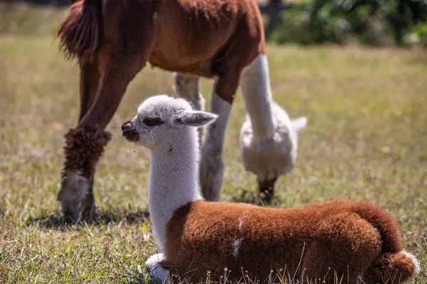 Çayırda kahverengi ve beyaz bir alpaka, harika renk deseni, Siofok hayvanat bahçesinden şirin bir fotoğraf, Balaton Gölü, Macaristan