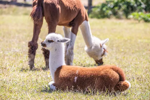 Çayırda kahverengi ve beyaz bir alpaka, harika renk deseni, Siofok hayvanat bahçesinden şirin bir fotoğraf, Balaton Gölü, Macaristan