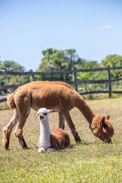 Çayırda kahverengi ve beyaz bir alpaka, harika renk deseni, Siofok hayvanat bahçesinden şirin bir fotoğraf, Balaton Gölü, Macaristan