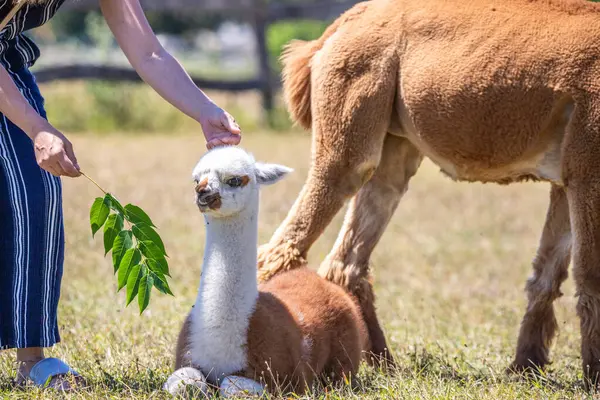 Çayırda kahverengi ve beyaz bir alpaka, harika renk deseni, Siofok hayvanat bahçesinden şirin bir fotoğraf, Balaton Gölü, Macaristan