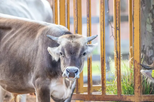 Gri sığır / Macar Steppe Sığırları: Bos primigenius taurus bir çiftlik otlağında, uzun boynuzlu büyük hayvan Balaton Gölü, Macaristan