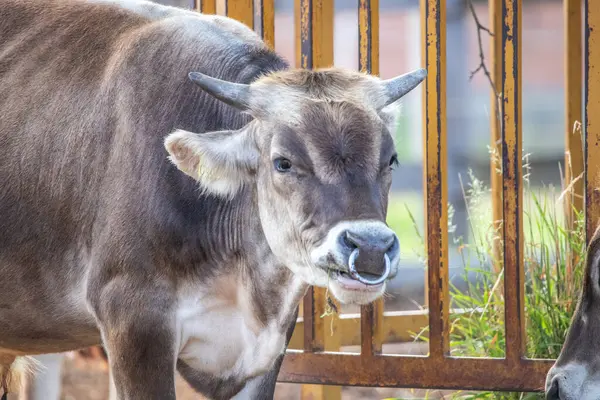 Gri sığır / Macar Steppe Sığırları: Bos primigenius taurus bir çiftlik otlağında, uzun boynuzlu büyük hayvan Balaton Gölü, Macaristan