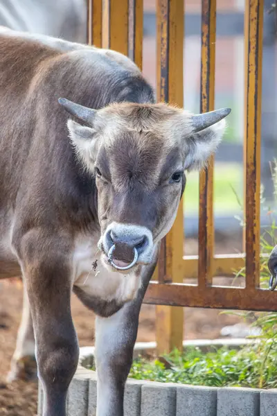 Gri sığır / Macar Steppe Sığırları: Bos primigenius taurus bir çiftlik otlağında, uzun boynuzlu büyük hayvan Balaton Gölü, Macaristan