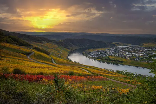Sonbaharda güzel üzüm bağları, sarı yapraklar, üzüm bağlarının arasında rüya gibi bir gün doğumu. Moselle 'in ve Piesport yakınlarındaki Moselle Vadisi' nin sarmaşıkları arasından bakın..