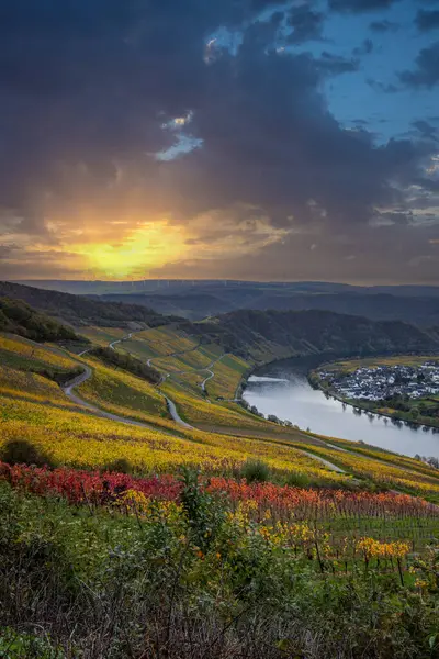 Sonbaharda güzel üzüm bağları, sarı yapraklar, üzüm bağlarının arasında rüya gibi bir gün doğumu. Moselle 'in ve Piesport yakınlarındaki Moselle Vadisi' nin sarmaşıkları arasından bakın..