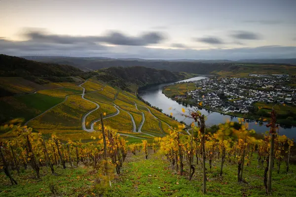 Sonbaharda güzel üzüm bağları, sarı yapraklar, üzüm bağlarının arasında rüya gibi bir gün doğumu. Moselle 'in ve Piesport yakınlarındaki Moselle Vadisi' nin sarmaşıkları arasından bakın..