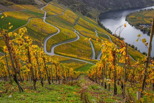 Sonbaharda güzel üzüm bağları, sarı yapraklar, üzüm bağlarının arasında rüya gibi bir gün doğumu. Yollar, Piesport yakınlarındaki güneşli Moselle Vadisi 'nin dik yamaçlarından geçiyor..