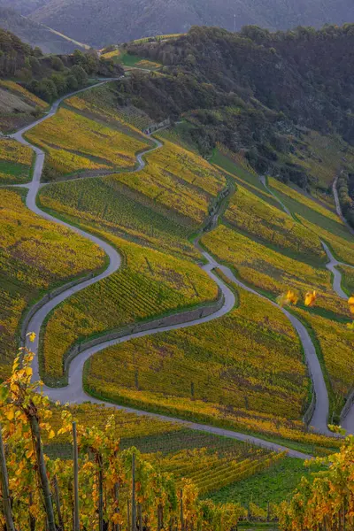 Sonbaharda güzel üzüm bağları, sarı yapraklar, üzüm bağlarının arasında rüya gibi bir gün doğumu. Yollar, Piesport yakınlarındaki güneşli Moselle Vadisi 'nin dik yamaçlarından geçiyor..