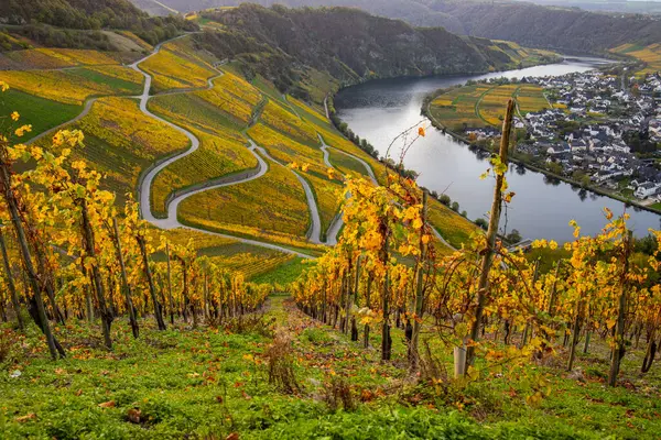 Sonbaharda güzel üzüm bağları, sarı yapraklar, üzüm bağlarının arasında rüya gibi bir gün doğumu. Yollar, Piesport yakınlarındaki güneşli Moselle Vadisi 'nin dik yamaçlarından geçiyor..