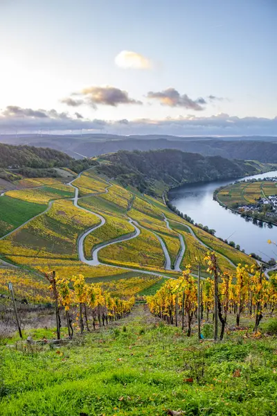 Sonbaharda güzel üzüm bağları, sarı yapraklar, üzüm bağlarının arasında rüya gibi bir gün doğumu. Yollar, Piesport yakınlarındaki güneşli Moselle Vadisi 'nin dik yamaçlarından geçiyor..