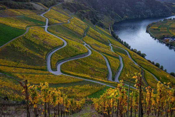 Sonbaharda güzel üzüm bağları, sarı yapraklar, üzüm bağlarının arasında rüya gibi bir gün doğumu. Yollar, Piesport yakınlarındaki güneşli Moselle Vadisi 'nin dik yamaçlarından geçiyor..
