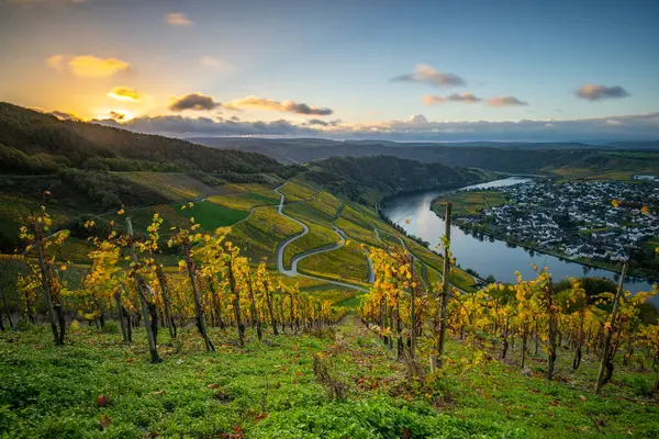 Sonbaharda güzel üzüm bağları, sarı yapraklar, üzüm bağlarının arasında rüya gibi bir gün doğumu. Yollar, Piesport yakınlarındaki güneşli Moselle Vadisi 'nin dik yamaçlarından geçiyor..