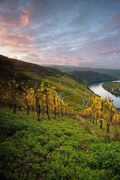 Sonbaharda güzel üzüm bağları, sarı yapraklar, üzüm bağlarının arasında rüya gibi bir gün doğumu. Yollar, Piesport yakınlarındaki güneşli Moselle Vadisi 'nin dik yamaçlarından geçiyor..