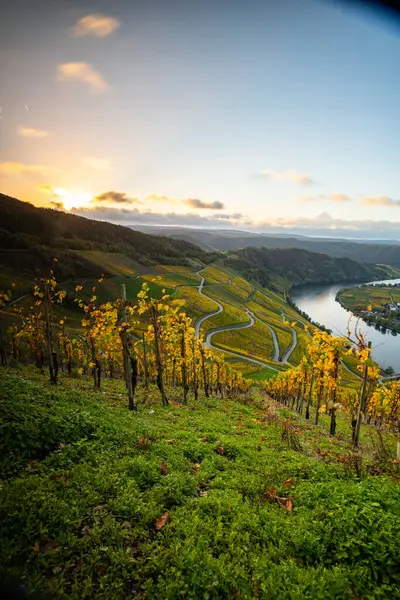 Sonbaharda güzel üzüm bağları, sarı yapraklar, üzüm bağlarının arasında rüya gibi bir gün doğumu. Yollar, Piesport yakınlarındaki güneşli Moselle Vadisi 'nin dik yamaçlarından geçiyor..