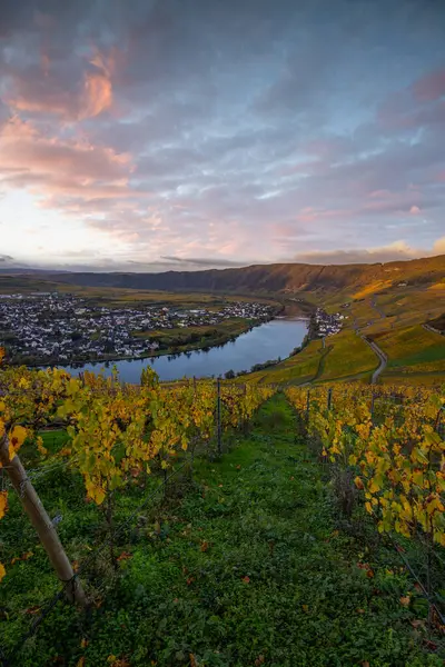 Sonbaharda güzel üzüm bağları, sarı yapraklar, üzüm bağlarının arasında rüya gibi bir gün doğumu. Moselle 'in ve Piesport yakınlarındaki Moselle Vadisi' nin sarmaşıkları arasından bakın..