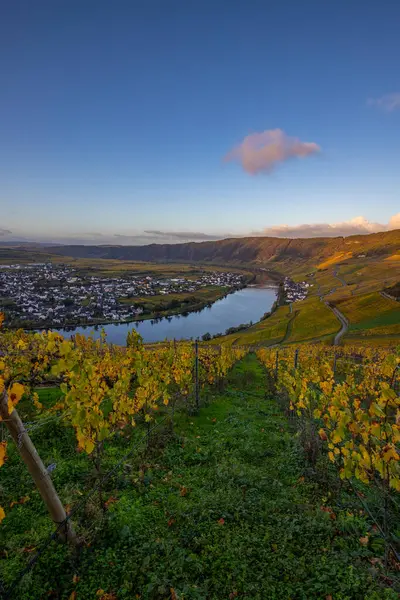 Sonbaharda güzel üzüm bağları, sarı yapraklar, üzüm bağlarının arasında rüya gibi bir gün doğumu. Moselle 'in ve Piesport yakınlarındaki Moselle Vadisi' nin sarmaşıkları arasından bakın..