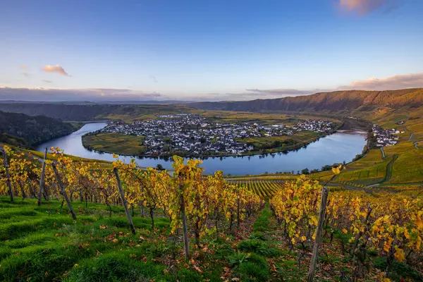 Sonbaharda güzel üzüm bağları, sarı yapraklar, üzüm bağlarının arasında rüya gibi bir gün doğumu. Moselle 'in ve Piesport yakınlarındaki Moselle Vadisi' nin sarmaşıkları arasından bakın..