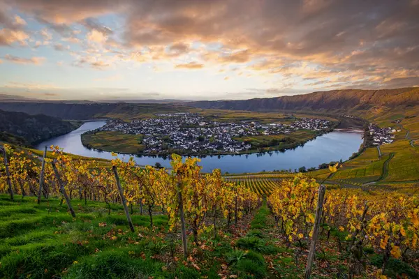 Sonbaharda güzel üzüm bağları, sarı yapraklar, üzüm bağlarının arasında rüya gibi bir gün doğumu. Moselle 'in ve Piesport yakınlarındaki Moselle Vadisi' nin sarmaşıkları arasından bakın..