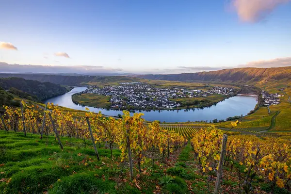 Sonbaharda güzel üzüm bağları, sarı yapraklar, üzüm bağlarının arasında rüya gibi bir gün doğumu. Moselle 'in ve Piesport yakınlarındaki Moselle Vadisi' nin sarmaşıkları arasından bakın..