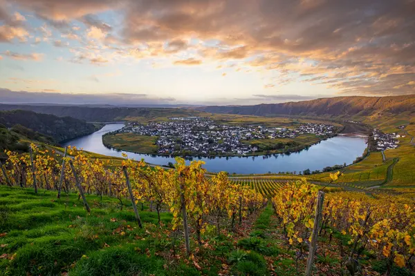Sonbaharda güzel üzüm bağları, sarı yapraklar, üzüm bağlarının arasında rüya gibi bir gün doğumu. Moselle 'in ve Piesport yakınlarındaki Moselle Vadisi' nin sarmaşıkları arasından bakın..