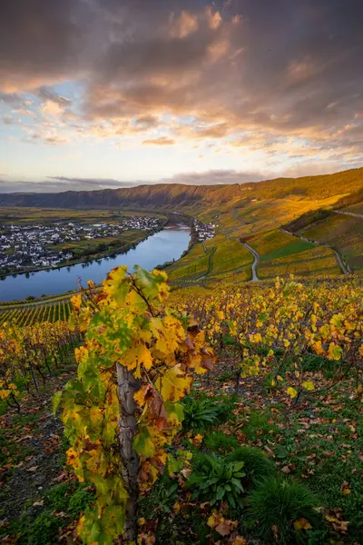 Sonbaharda güzel üzüm bağları, sarı yapraklar, üzüm bağlarının arasında rüya gibi bir gün doğumu. Moselle 'in ve Piesport yakınlarındaki Moselle Vadisi' nin sarmaşıkları arasından bakın..