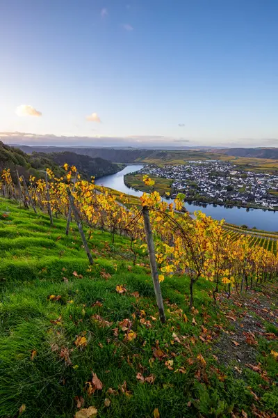 Sonbaharda güzel üzüm bağları, sarı yapraklar, üzüm bağlarının arasında rüya gibi bir gün doğumu. Moselle 'in ve Piesport yakınlarındaki Moselle Vadisi' nin sarmaşıkları arasından bakın..