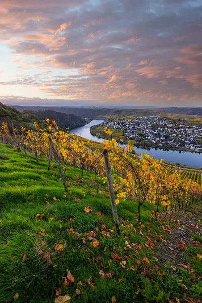 Sonbaharda güzel üzüm bağları, sarı yapraklar, üzüm bağlarının arasında rüya gibi bir gün doğumu. Moselle 'in ve Piesport yakınlarındaki Moselle Vadisi' nin sarmaşıkları arasından bakın..