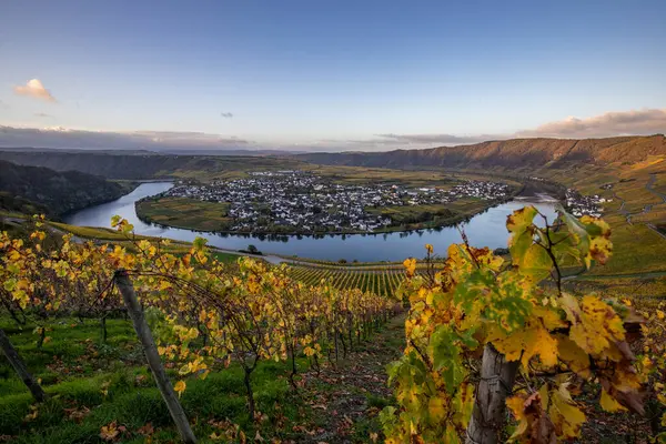 Sonbaharda güzel üzüm bağları, sarı yapraklar, üzüm bağlarının arasında rüya gibi bir gün doğumu. Moselle 'in ve Piesport yakınlarındaki Moselle Vadisi' nin sarmaşıkları arasından bakın..